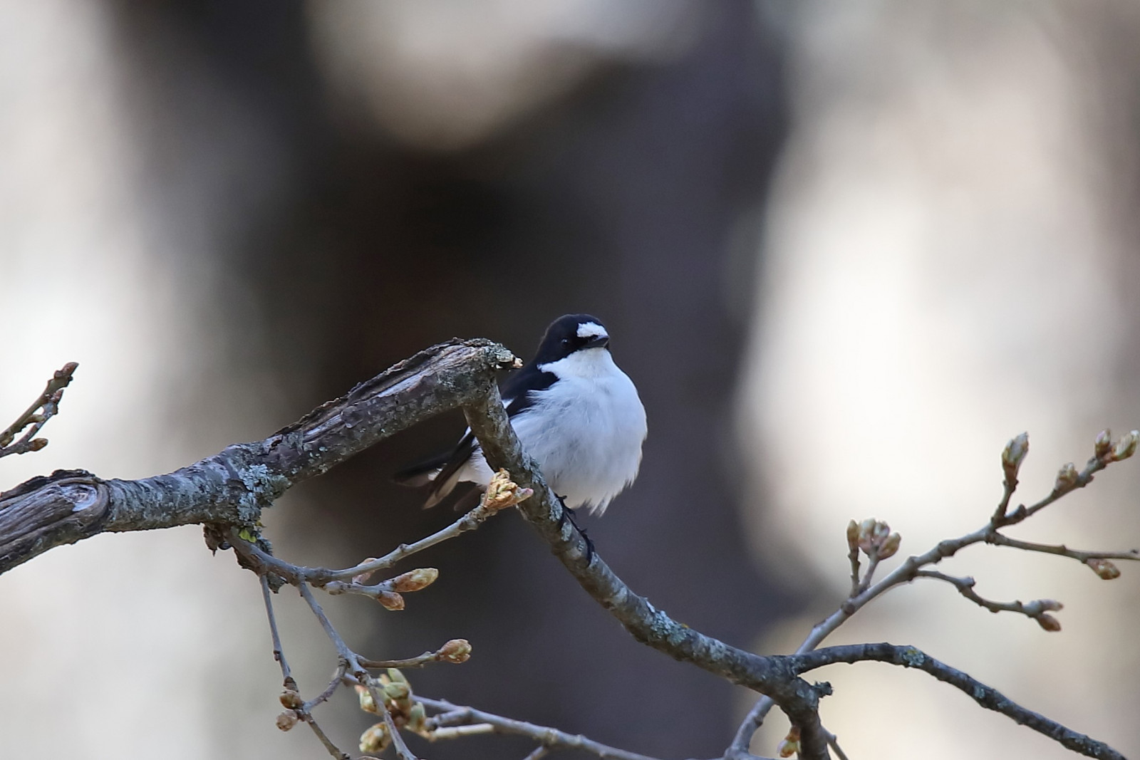 image Atlas Flycatcher